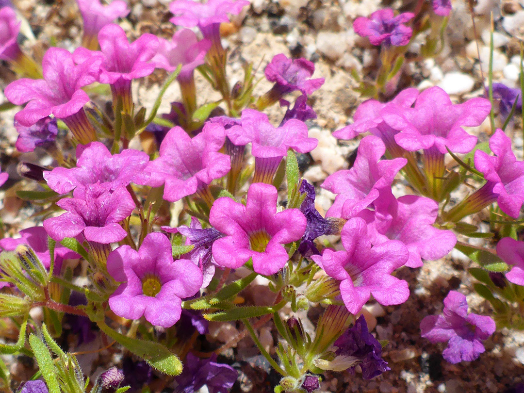 Many flowers