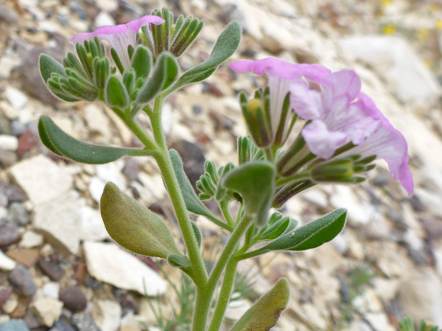 Flowers and upper stem leaves