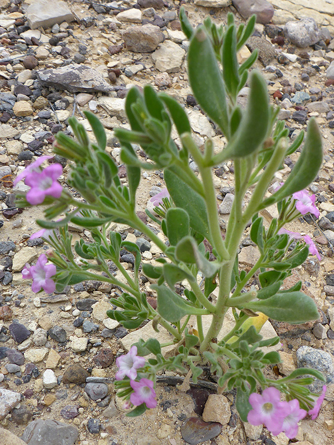 Branched stem