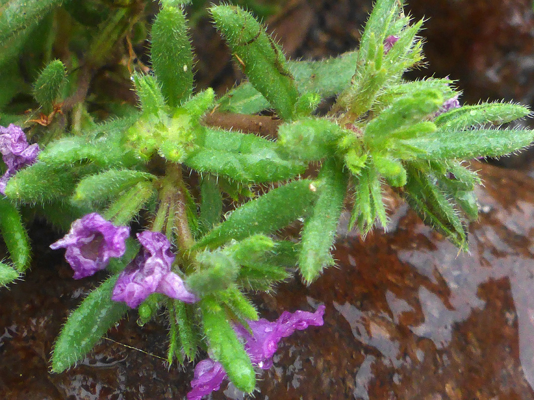 Withered flowers
