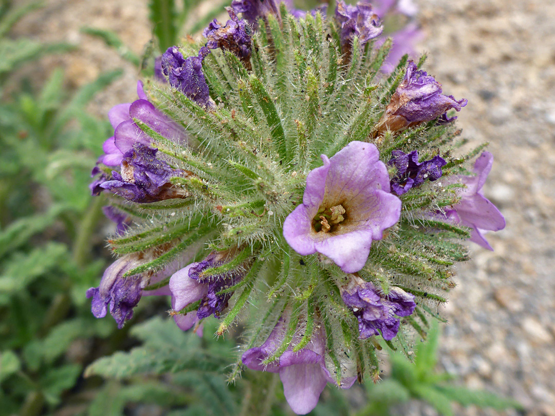 Withering flowers