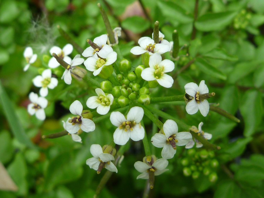 Small white flowers
