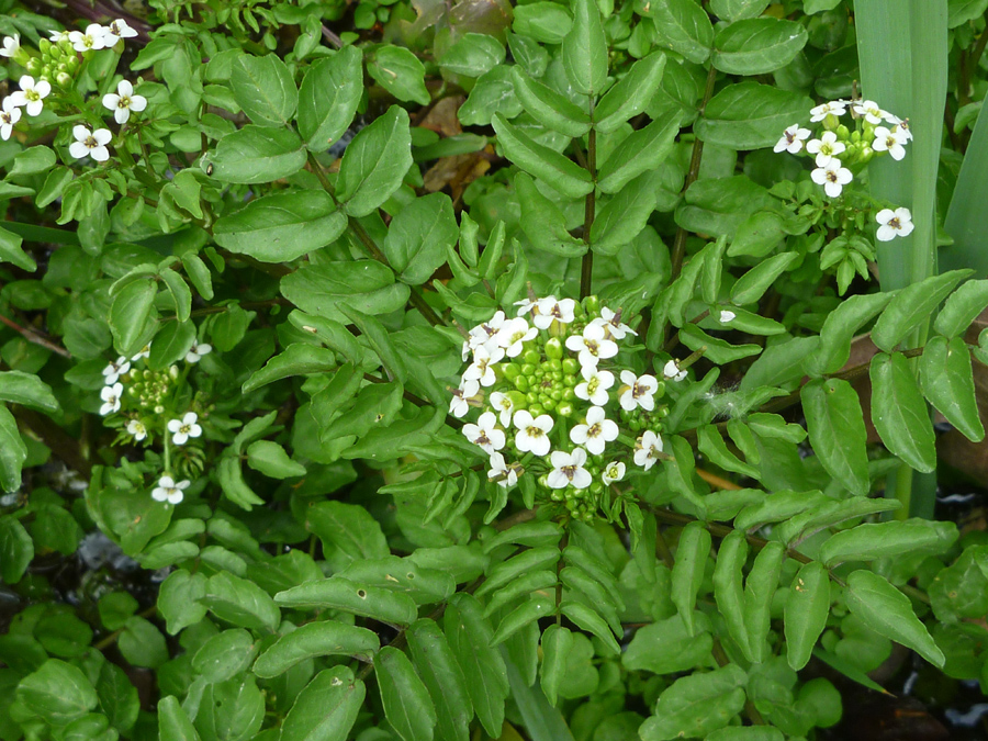 Compound leaves