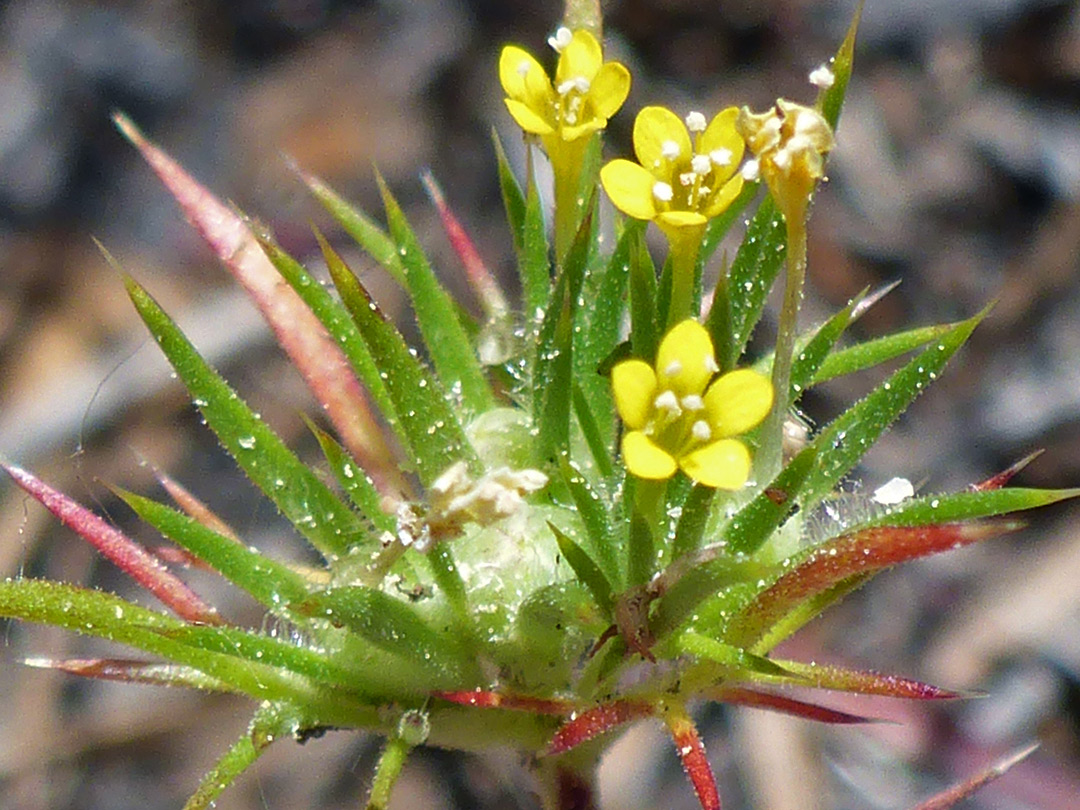 Flowers and spiny bracts