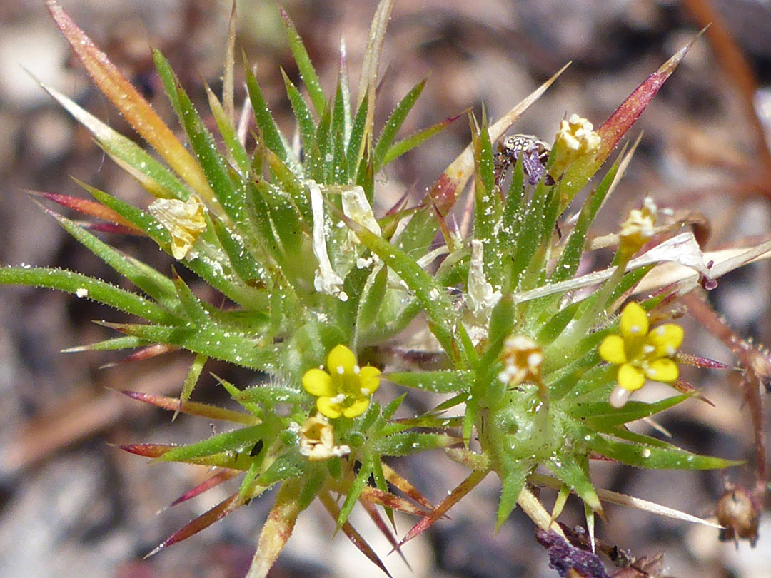 Flower clusters