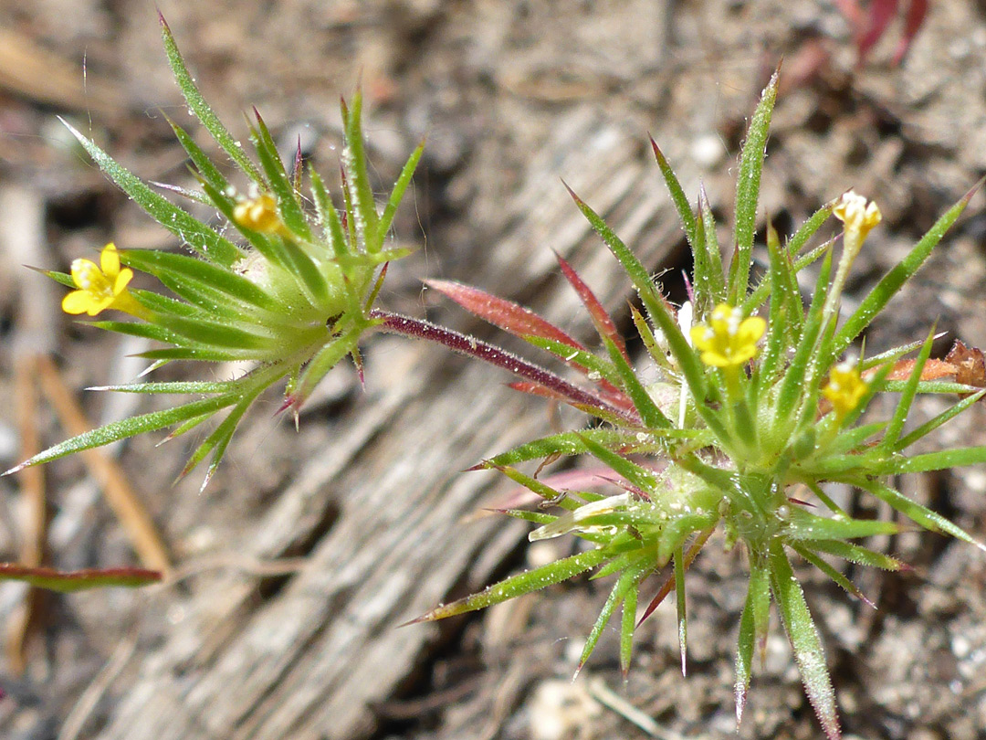 Small yellow flowers