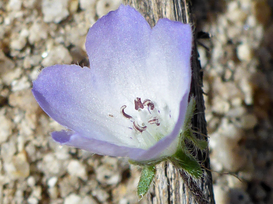 Cup-shaped flower