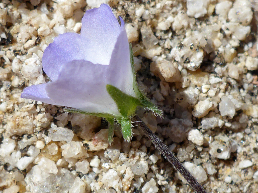 Hairy sepals