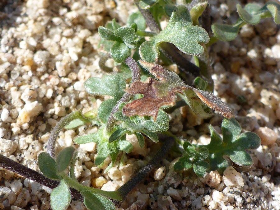 Lobed leaves