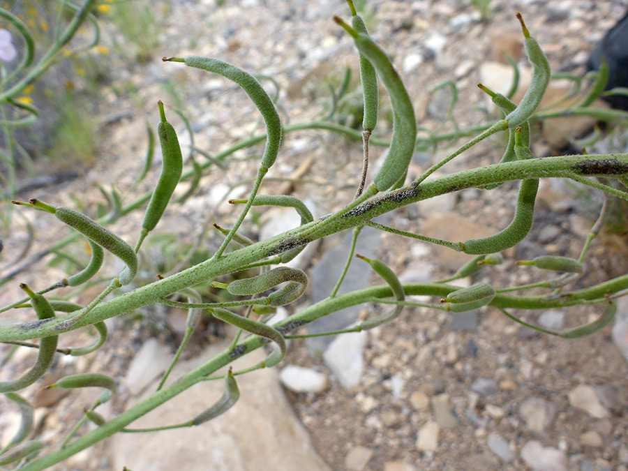 Green seed pods