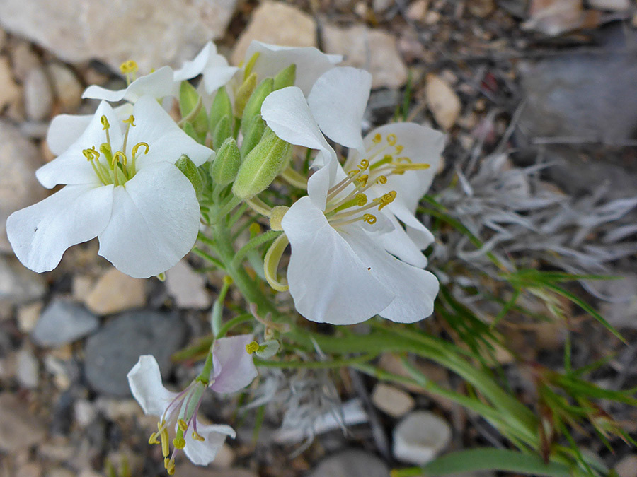 Flower cluster