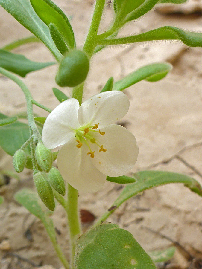 Flower and buds