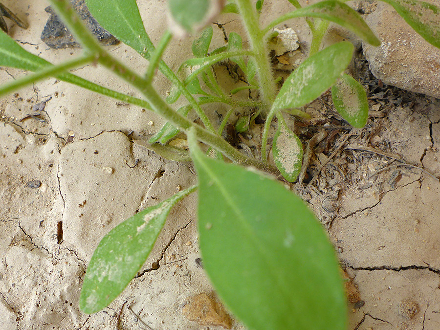 Lower stem leaves