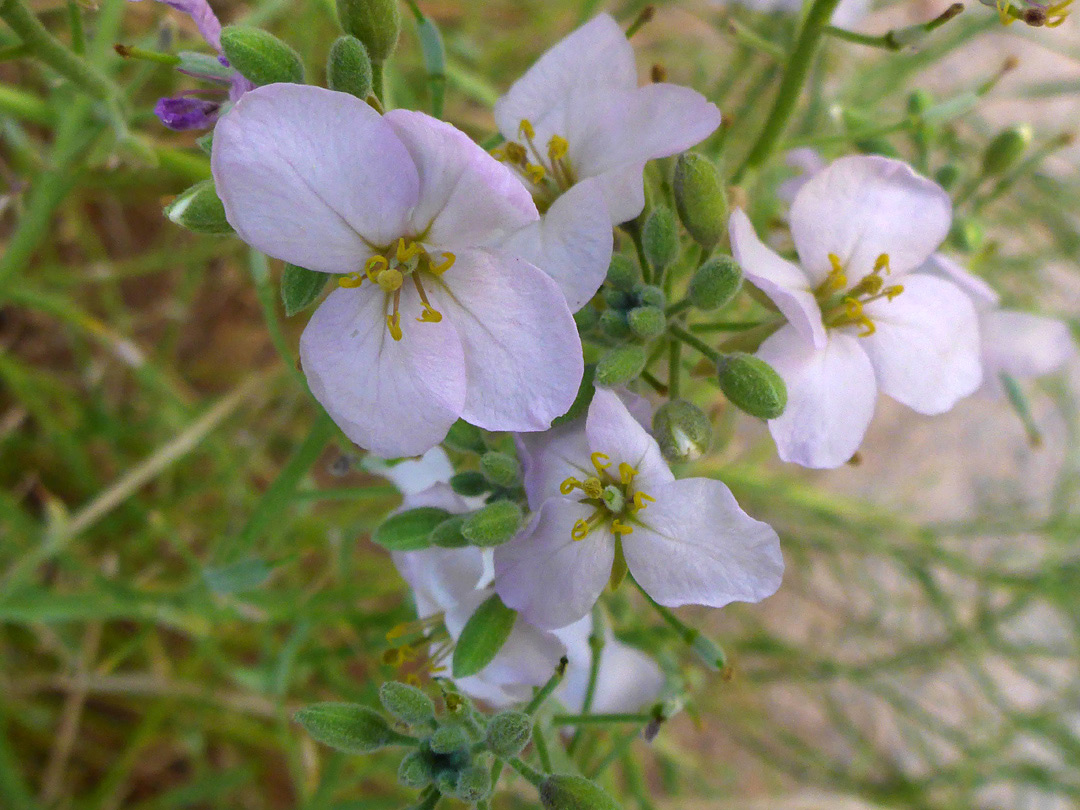 Pale pink flowers