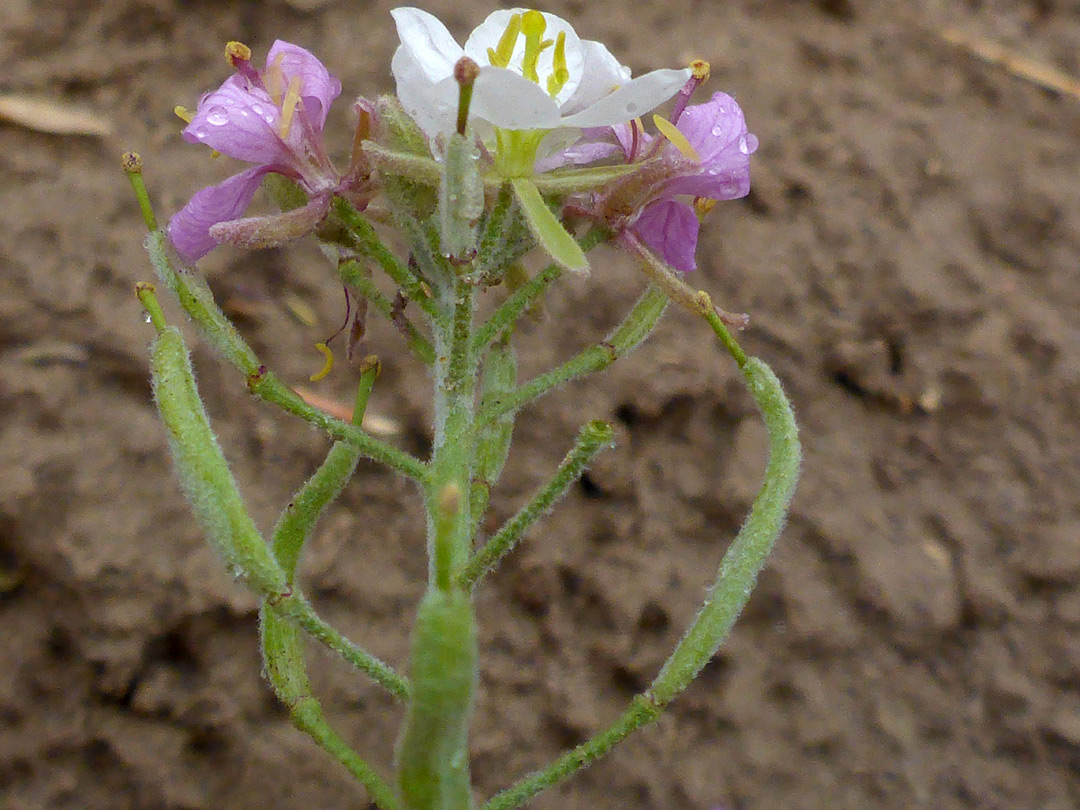 Flowers and fruits
