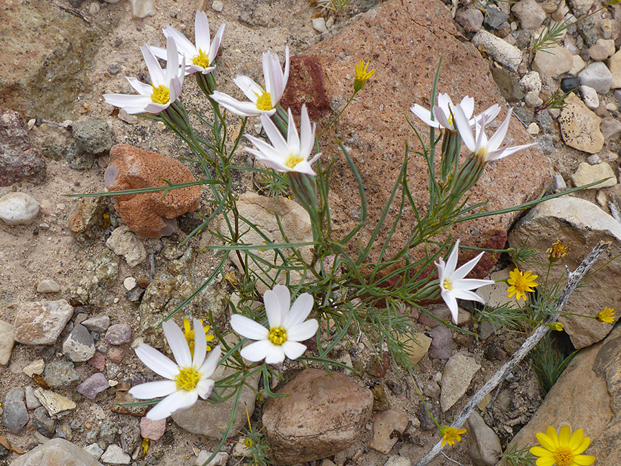 Nine flowerheads