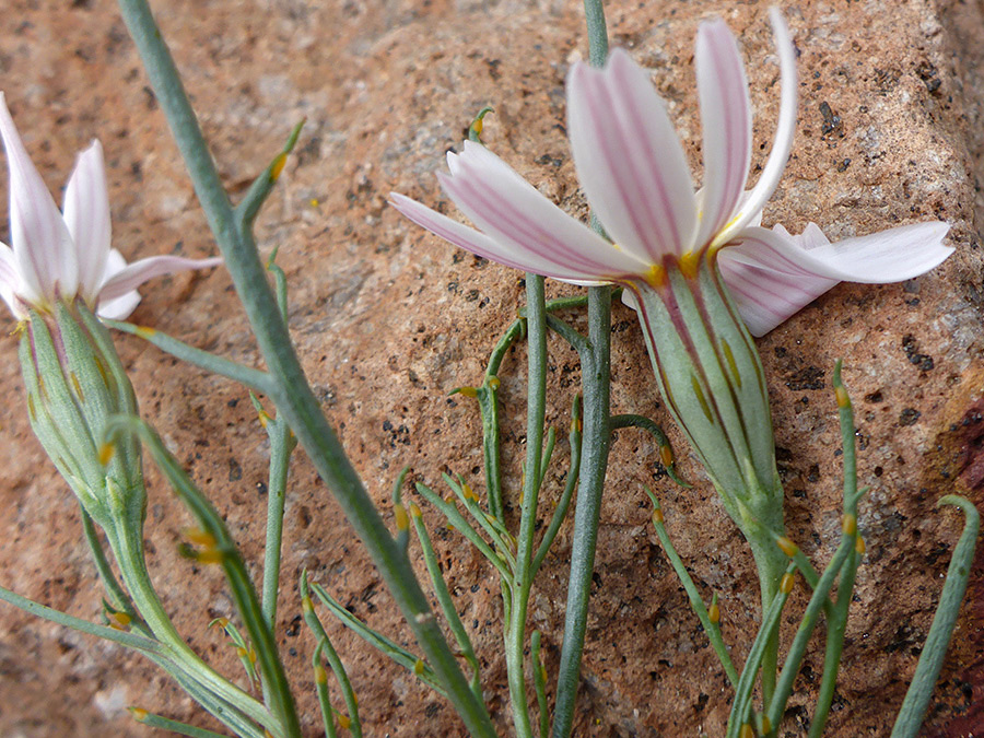 Phyllaries