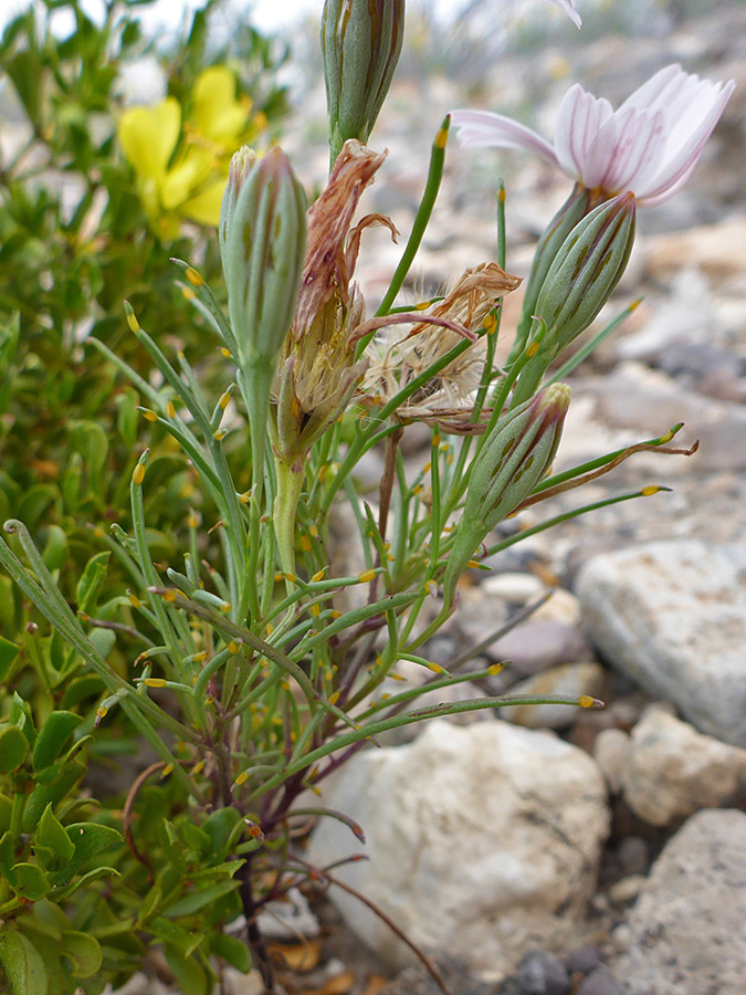 Upper stem leaves