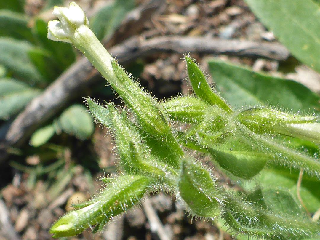 Glandular hairs