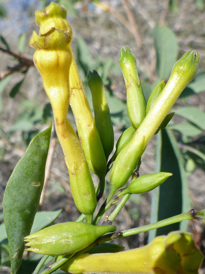 Calyces and corollas