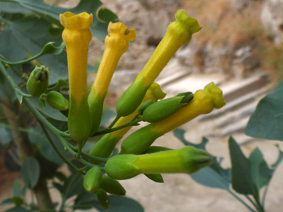 Group of flowers