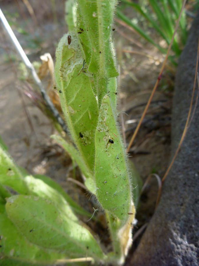 Hairy leaf margins