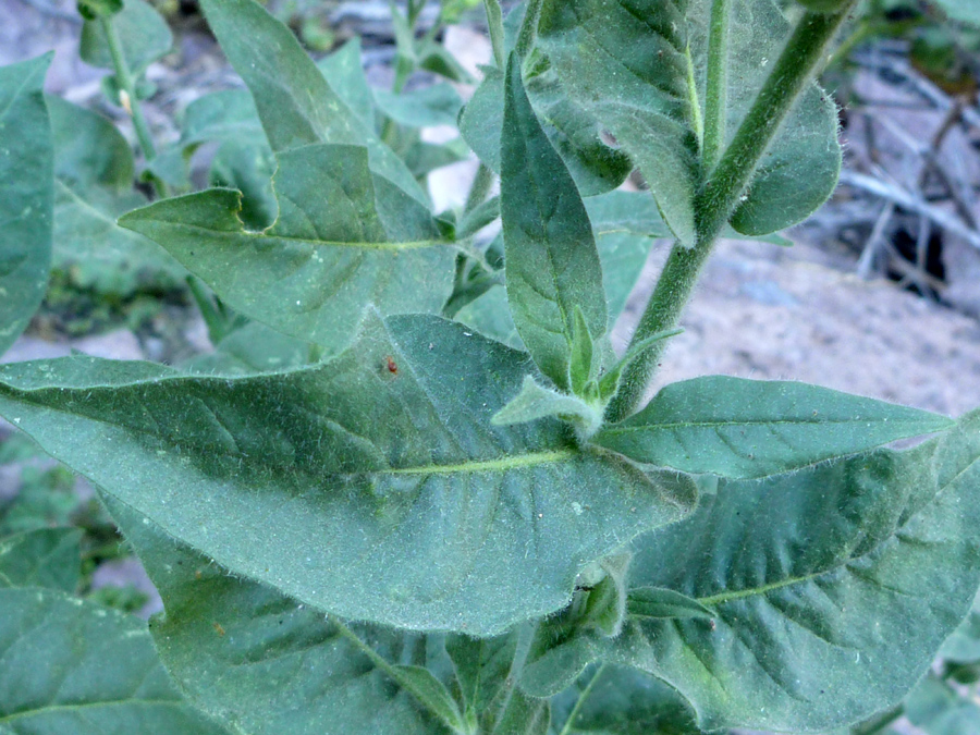 Green leaves