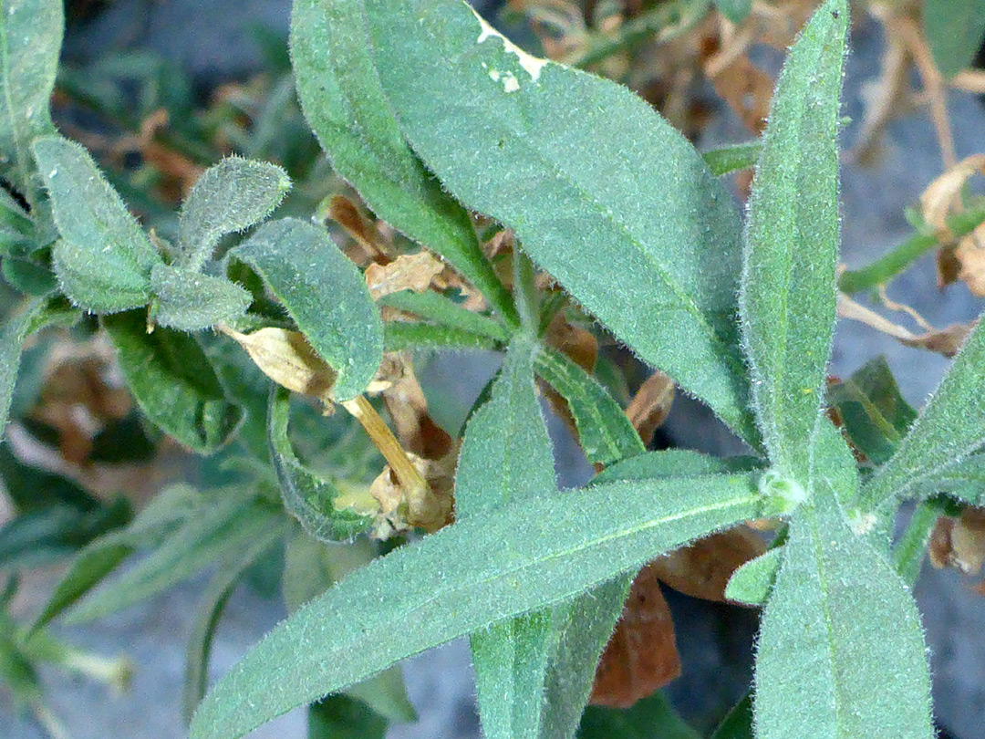 Hairy leaves