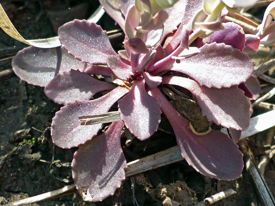 Purple leaves