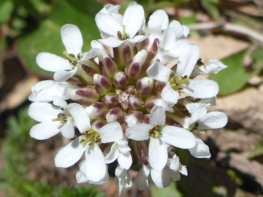 Flat-topped inflorescence