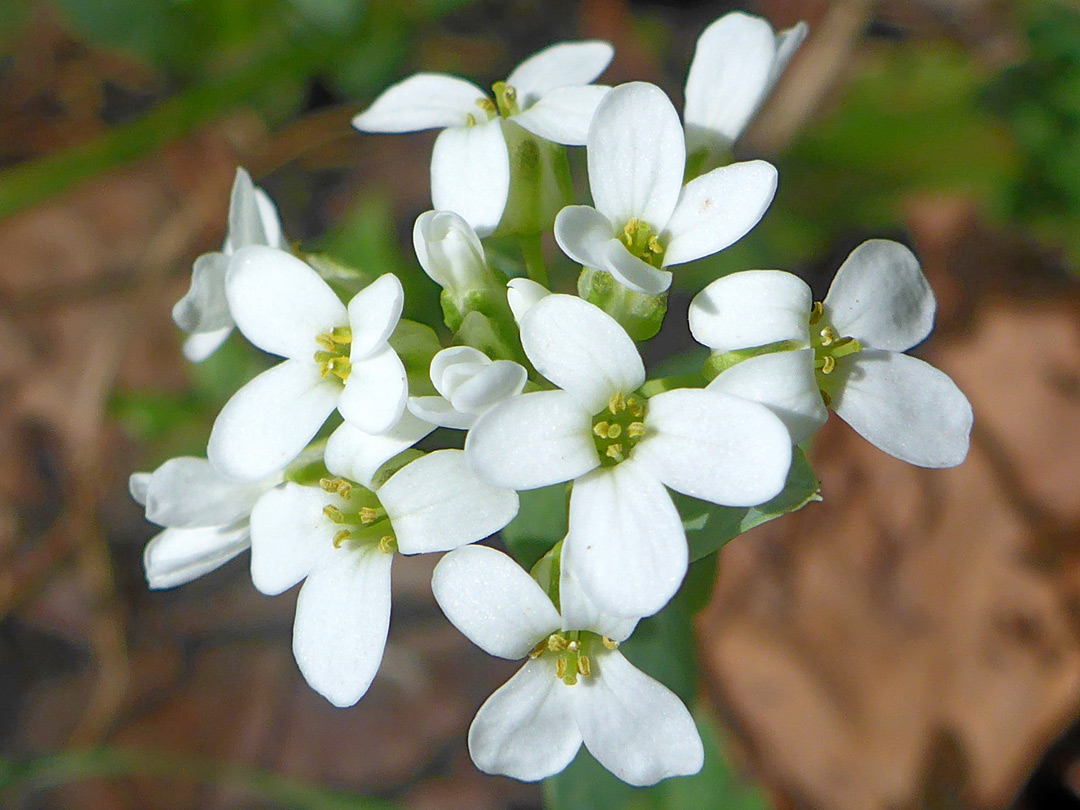 Pure white petals