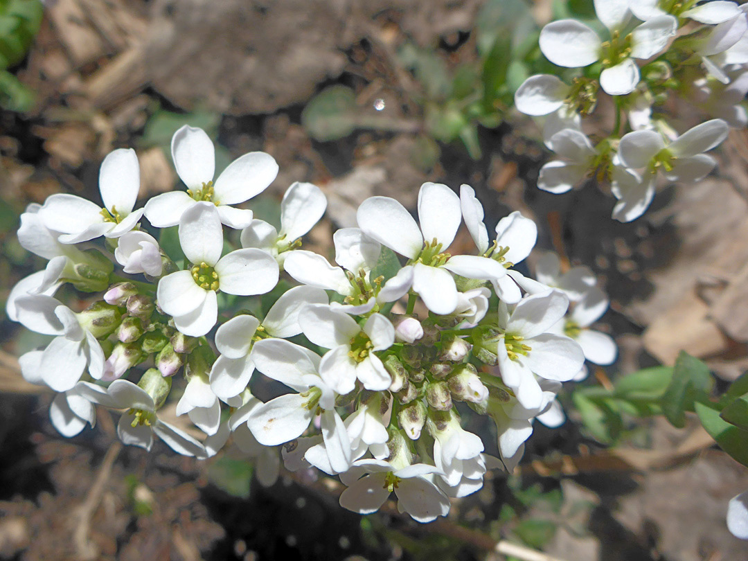 Three flower clusters