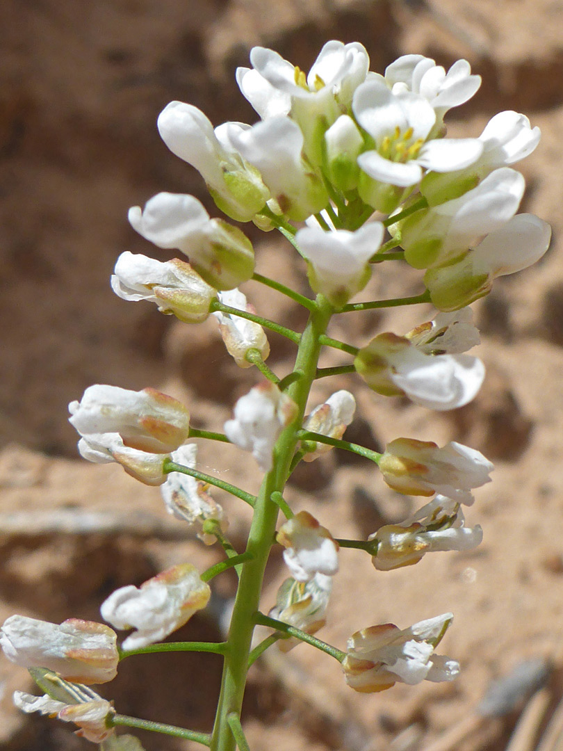 Elongated flower cluster