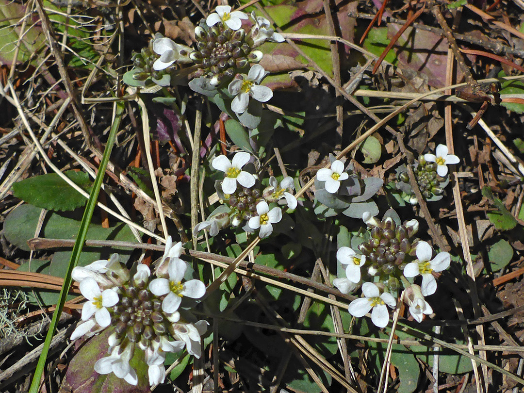 Flowering stems