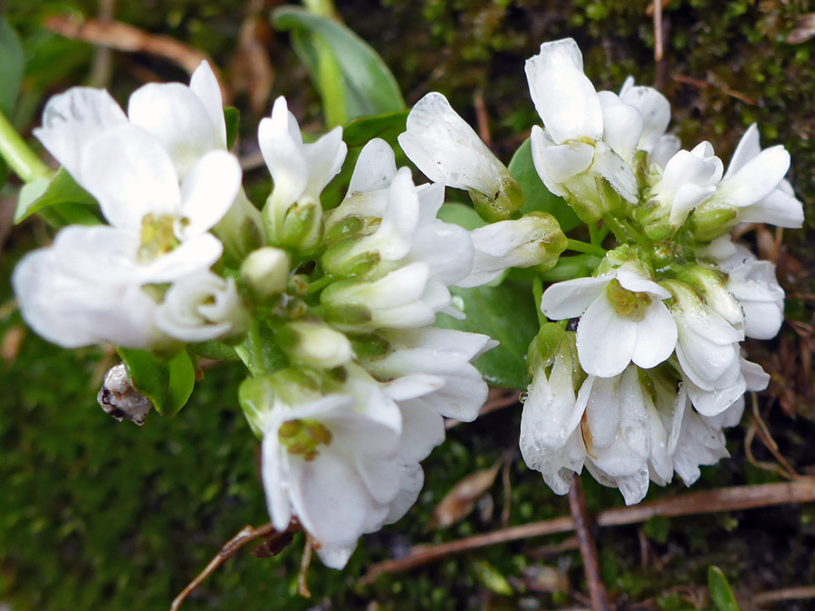 Two flower clusters