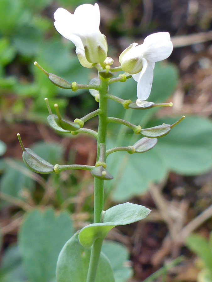 Flowers and fruits