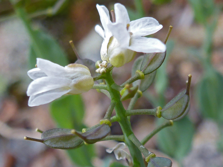 Flattened seed pods