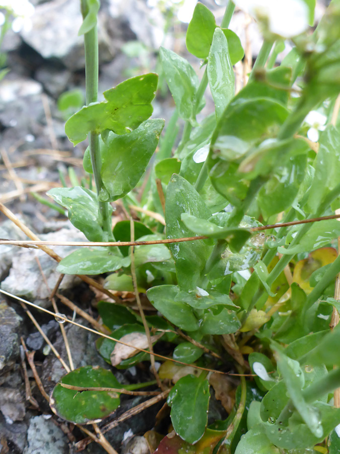 Lower stem leaves