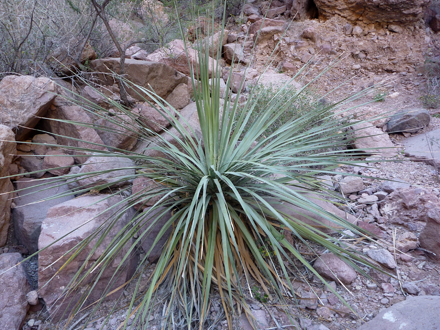 Long leaves