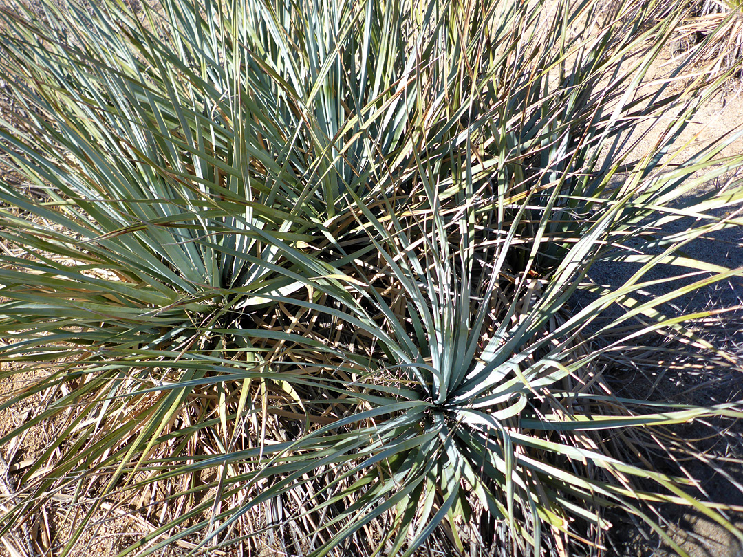 Clustered plants