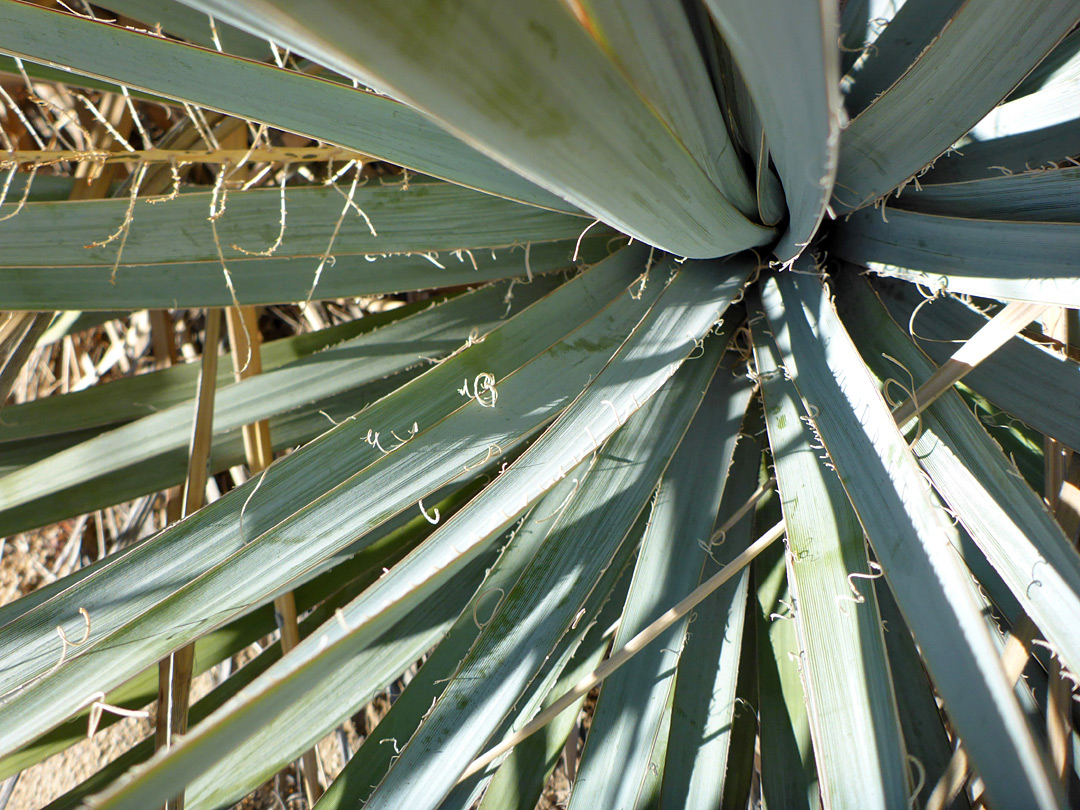 Marginal leaf fibers