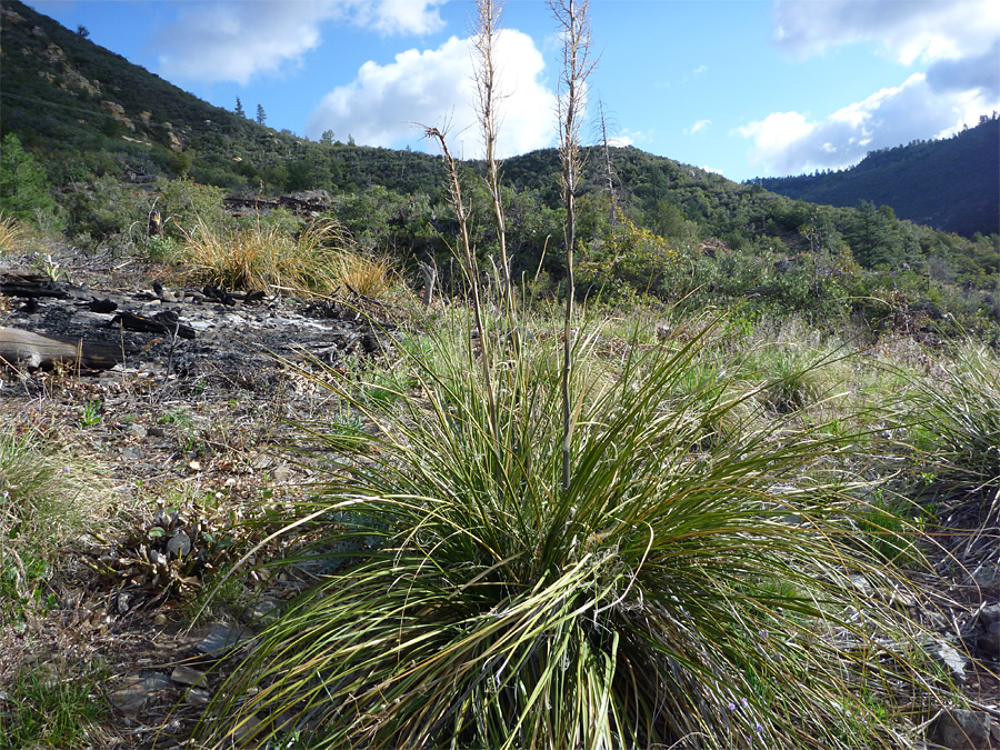 Flower stalks