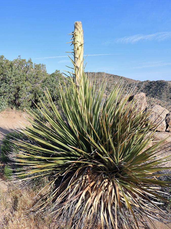 Developing inflorescence