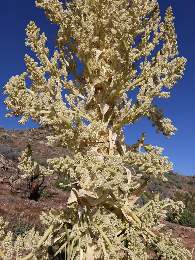 Numerous flowers