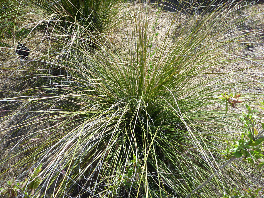 Long leaves