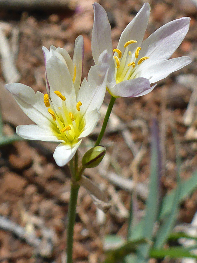 Yellow anthers