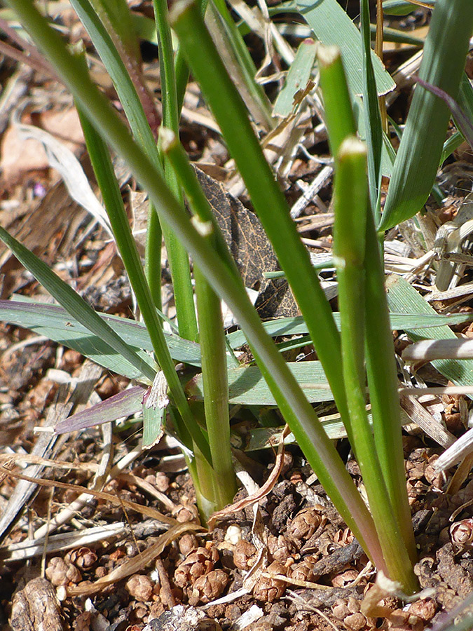 Basal leaves