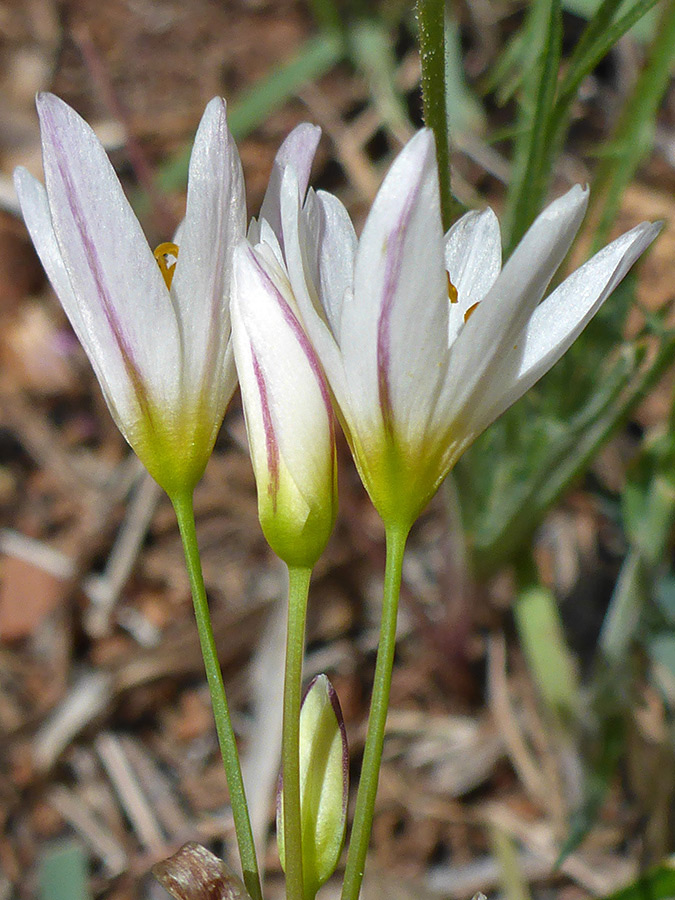 Three flowers