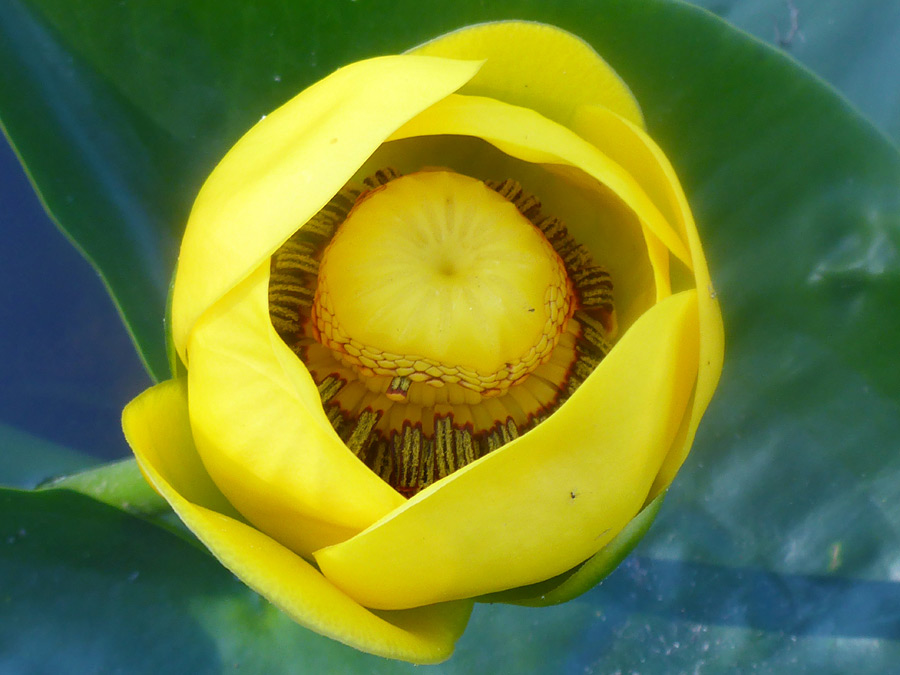 Yellow flower