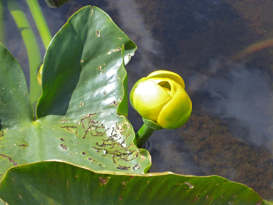 Developing flower